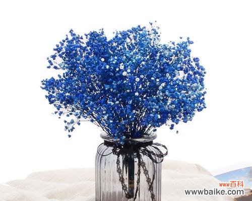探索蓝色满天星花语背后的秘密 蓝色满天星花语的深刻含义