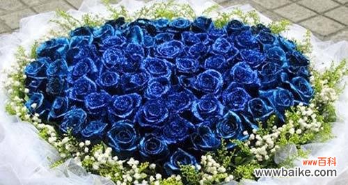 表达永恒的祝福 蓝色玫瑰