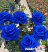 探究蓝色玫瑰的神秘之美 蓝色玫瑰的意义与象征