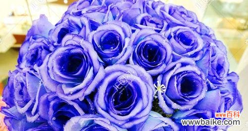 探索蓝色玫瑰的花语及象征意义 蓝色玫瑰的寓意与美丽