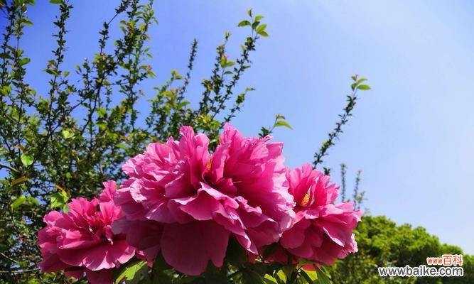 探寻蓝色牡丹花所蕴含的神秘与美丽 蓝色牡丹花的象征意义
