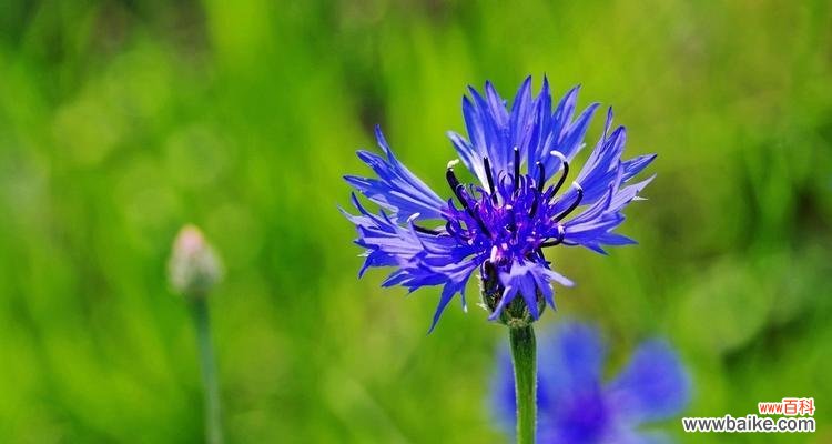 传递真挚感情与坚定信念的美丽之花 蓝色矢车菊的花语