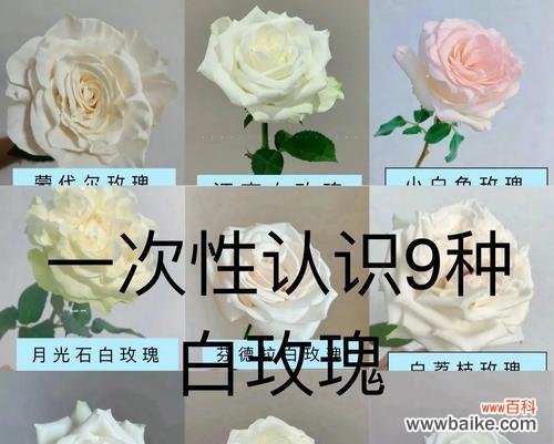 涂抹白玫瑰在身上代表什么？白玫瑰在身体艺术中的意义是什么？