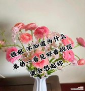 操场上的玫瑰花传递了哪些情感？