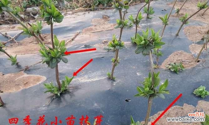 花卉买一送二是什么优惠？这种促销活动背后的含义是什么？