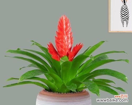 部分花卉已就绪开花的含义是什么？这是否预示着某种吉兆？