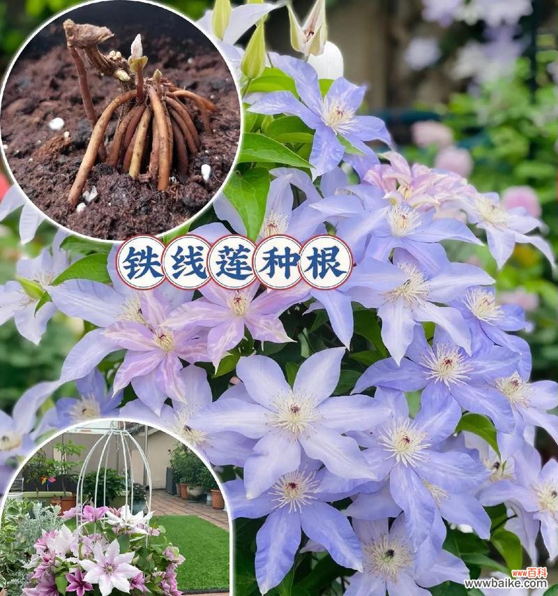 部分花卉已就绪开花的含义是什么？这是否预示着某种吉兆？