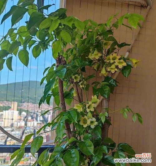 部分花卉已就绪开花的含义是什么？这是否预示着某种吉兆？