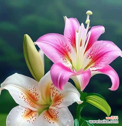 百合花既香又美的花语是什么？它象征着什么？