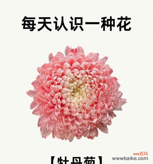 花语的定义是什么？花语通常表达什么？