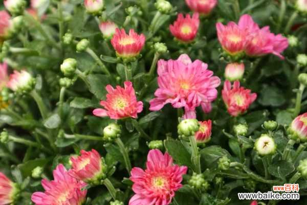 金银花能去火吗，和菊花比哪个去火好