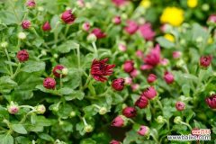 金银花能去火吗，和菊花比哪个去火好