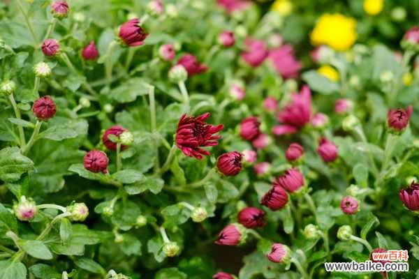 金银花能去火吗，和菊花比哪个去火好