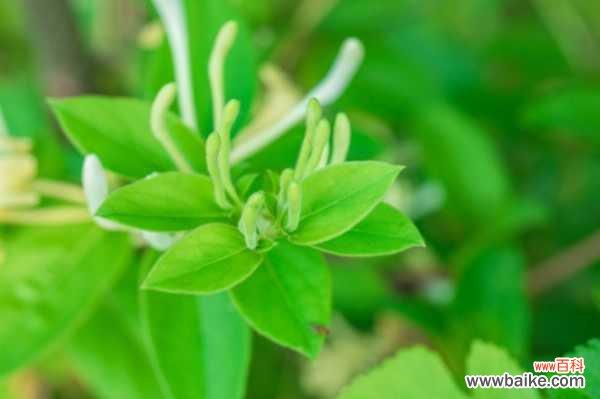 金银花泡水的功效、作用与禁忌