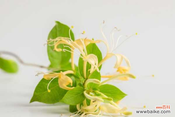 金银花泡水的功效、作用与禁忌