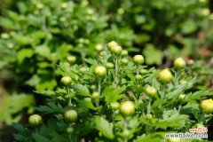 菊花和金银花一起泡水有什么效果