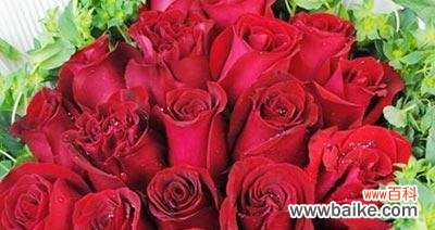 探秘玫瑰花语的美丽世界 玫瑰花语