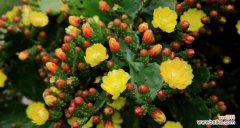 探寻仙人掌花语的深层内涵 仙人掌花语的意义