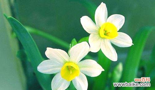 揭开水仙花所蕴含的深层含义 探寻水仙花的寓意