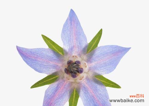 解读色彩斑斓的琉璃苣 琉璃苣的花语