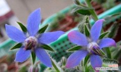 解读色彩斑斓的琉璃苣 琉璃苣的花语