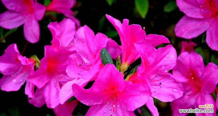 缤纷妩媚，寓意美好生活 杜鹃花的花语与寓意