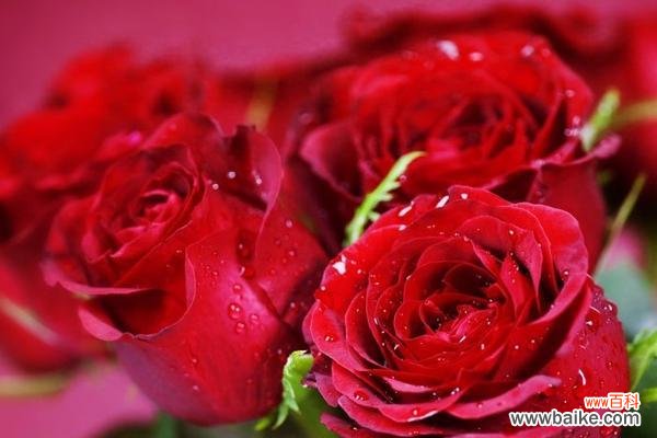 向心爱的人传递真挚情感的最佳方式 12朵玫瑰花的花语