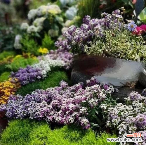 香雪球的美丽与意义 解读香雪球花语