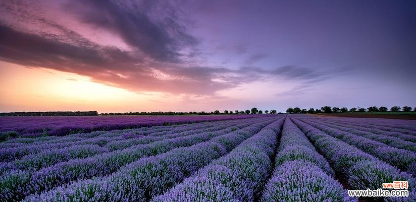 从古至今，白色薰衣草在心灵中的地位 白色薰衣草的花语和寓意