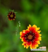 传承千年的传说与美好寓意 《天人菊的花语》