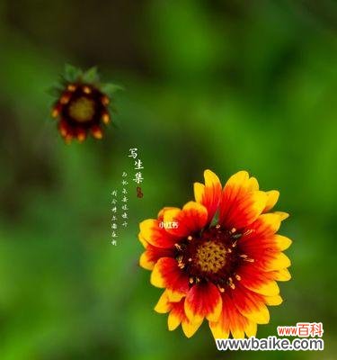 传承千年的传说与美好寓意 《天人菊的花语》