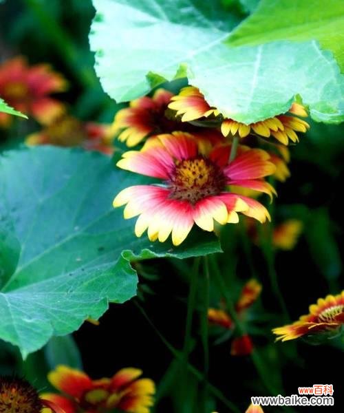 传承千年的传说与美好寓意 《天人菊的花语》