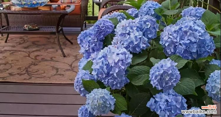 绽放自由与浪漫 蓝色绣球花的花语