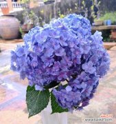 美丽的象征与深刻的内涵 蓝色绣球花的寓意