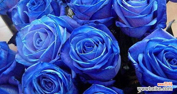 以蓝色妖姬为主题的花语解读及其意义 蓝色妖姬