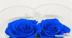 穿越时空的神秘之美 蓝色妖姬的寓意与象征