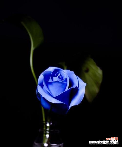 透过蓝色妖姬的意象 蓝色妖姬