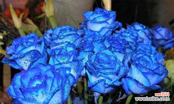 揭示蓝色妖姬的神秘之美 蓝色妖姬的花语与象征