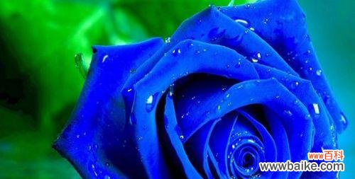 解读蓝色妖姬的象征意义 蓝色妖姬