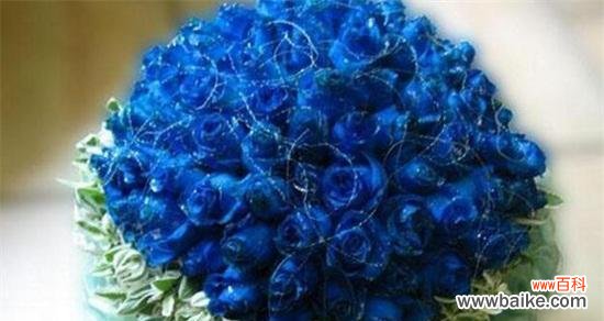 探析蓝色妖姬形象所传递的深层寓意 蓝色妖姬