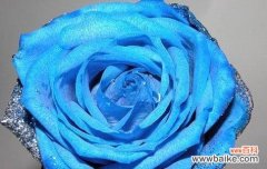 探究蓝色妖姬花的花语与象征意义 蓝色妖姬花语与寓意解析