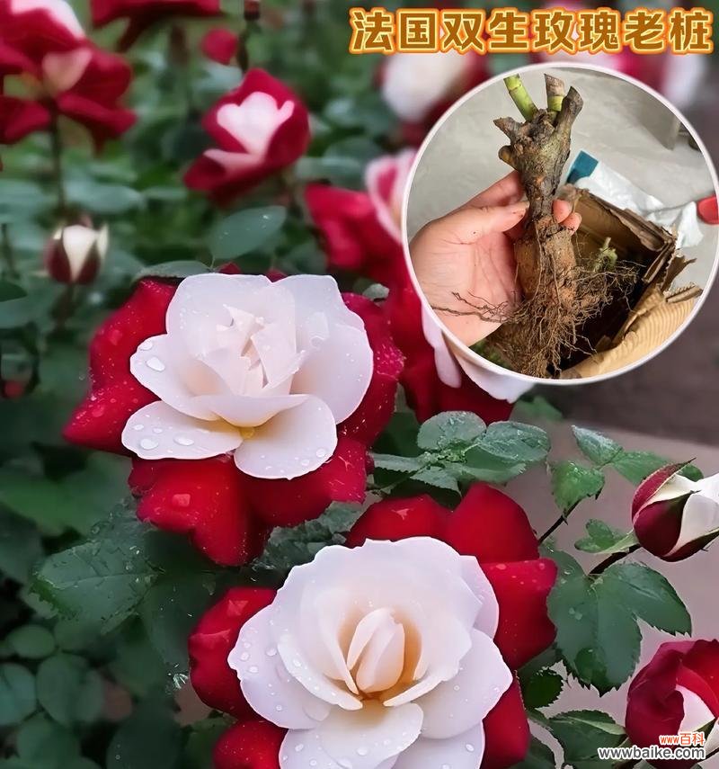 白玫瑰加红玫瑰组合的寓意是什么？