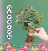 白玫瑰加红玫瑰组合的寓意是什么？