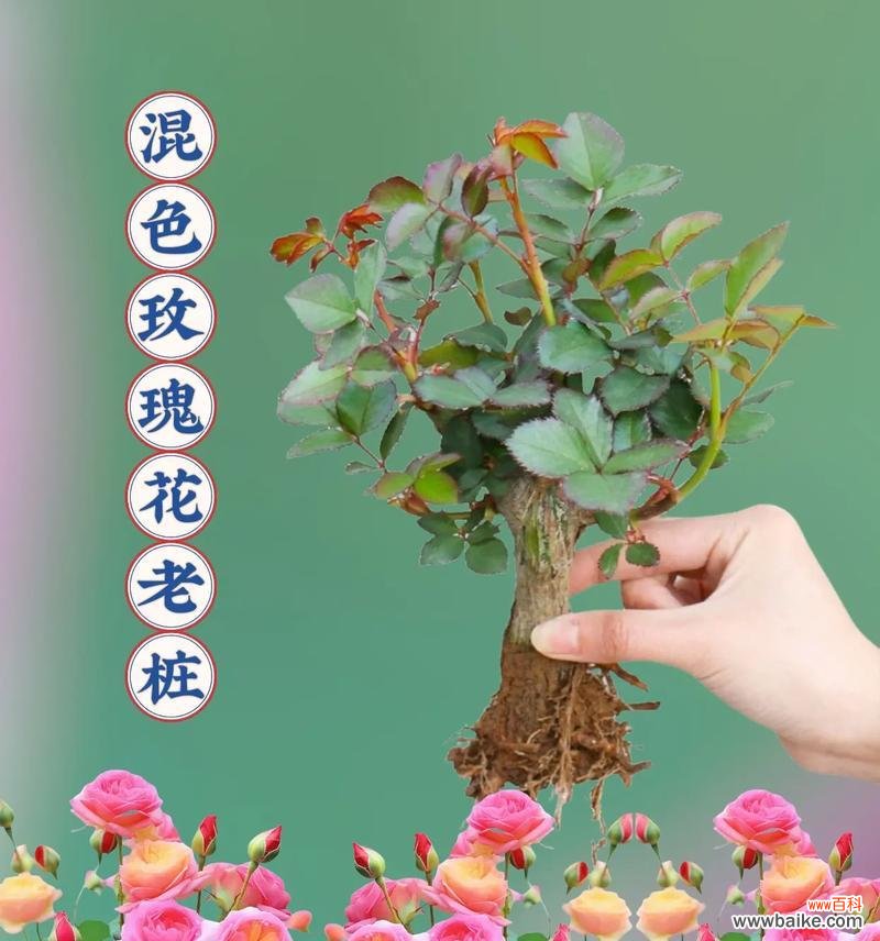 白玫瑰加红玫瑰组合的寓意是什么？