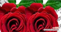 送1万朵玫瑰花有何含义？它象征着什么？