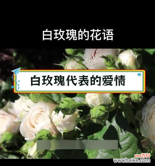 四朵白玫瑰的花语是什么？