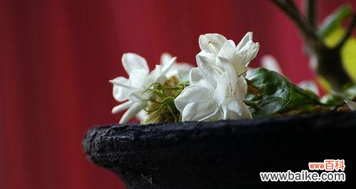 山中花卉凋谢什么意思？凋谢的花象征着什么？