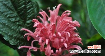 珊瑚花的寓意是什么？