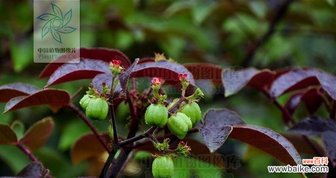 珊瑚花的寓意是什么？