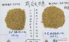 稻飘洗发水稻飘的含义是什么？